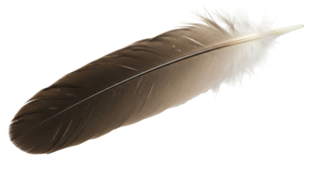 Isolated Feather