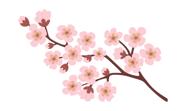 Spring cherry blossom. Fruit tree branch with delicate pink flowers. Hand drawn vector illustration isolated on white background, modern flat cartoon style.