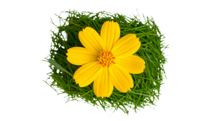  yellow flower cosmos with grass arrangement flat lay style isolated on transparent background