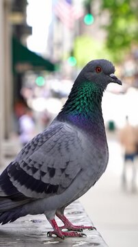 A common city pigeon calmly perches on a weathered stone ledge, its iridescent feathers in focus under soft daylight. A slow push-in video captures its intelligent eye with creamy bokeh urban