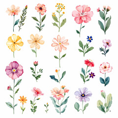 Fototapeta premium Watercolor illustration. Botanical collection of wild and garden plants. Set: leaves, flowers, branches, herbs and other natural elements. Bouquet of wild flowers.