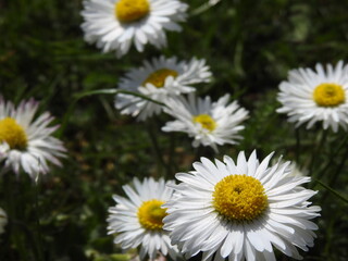 Fototapeta premium daisies