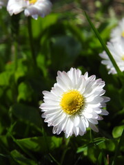 kwiaty polne stokrotki © Amelia