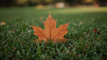 One maple leaf lying on green grass