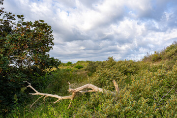 Dünen Landschaft in Nord Holland mit getrocknetem Holz
