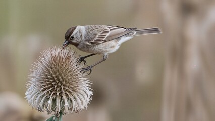 Small brown songbird eating thistle seeds