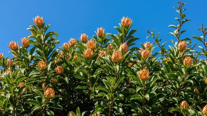 Tender leaves and flower shoots of a fruit-bearing bush