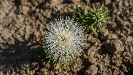 Fototapeta premium Close-up of Mimosa pudica flower at dawn in a mining area