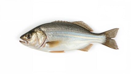 Nile Tilapia Raised in Controlled Environments