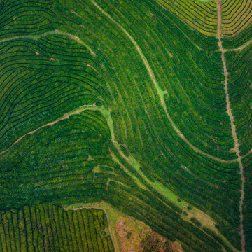 Aerial view of the verdant, undulating tea plantations of Gorreana, a tapestry of emerald and jade hues, woven with pathways, Maia, Planta&Atilde;&sect;&Atilde;&micro;es de Ch&Atilde;&iexcl; Gorreana, Portugal.