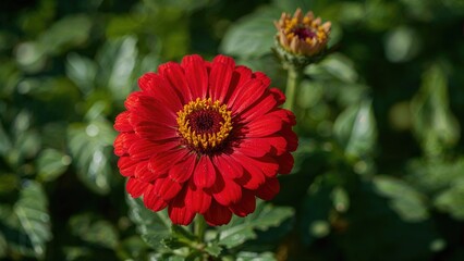 Detailed view of a bright red Zinnia flower flourishing in a home garden