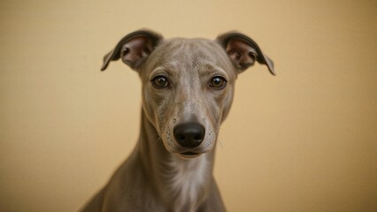 Grey Whippet dog depicted with a nostalgic film effect