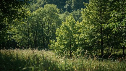 Enchanting Wilderness Filled with Lush Foliage
