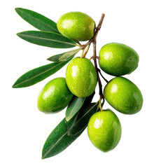 Green olives on a branch on transparent background