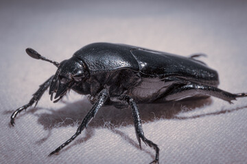 black beetle