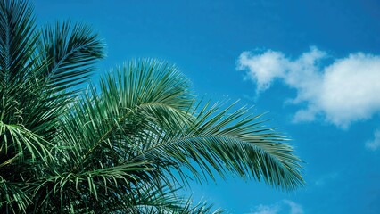 Tropical palm leaves set against a bright azure sky