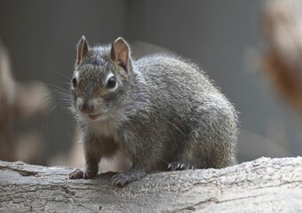 A P&egrave;re David's rock squirrel 0n a branch