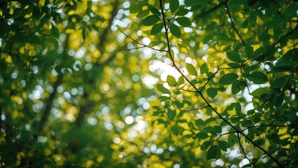 Fototapeta premium Springtime natural design featuring green leaves and bokeh blur