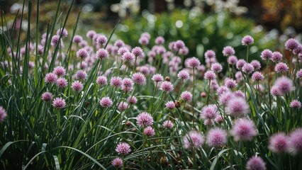 Flowering chives that survived the winter season