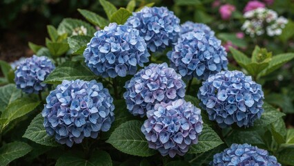 Detailed shot of violet bigleaf hydrangea blossoms
