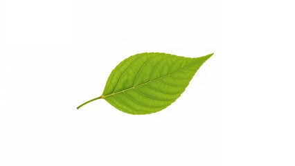 Isolated green foliage against a white background, perfect for graphic design or brush use