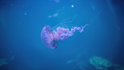 Blue-colored jellyfish