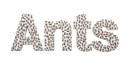Isolated Word 'Ants' Made of Ants