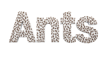 Isolated Word 'Ants' Made of Ants