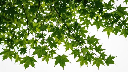 Obraz premium Green maple twigs with leaves on a plain white backdrop