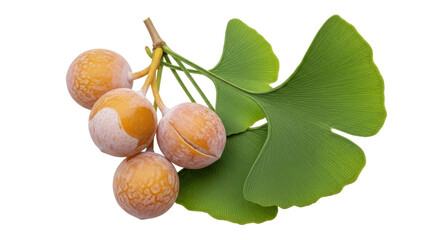 Isolated Ginkgo Biloba Fruit and Leaves