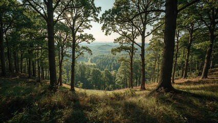 Naklejka premium Wide-angle shot capturing rich forest landscape