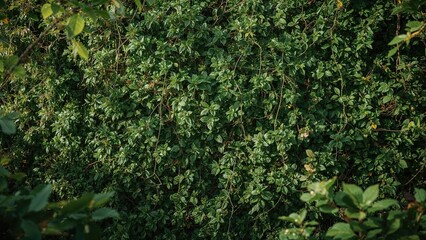 Vast wall adorned with thick verdant leaves