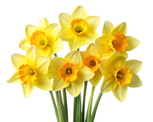 Bunch of bright yellow daffodils on a white background