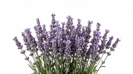 Fototapeta premium Isolated lavender floral arrangement on a clean white surface