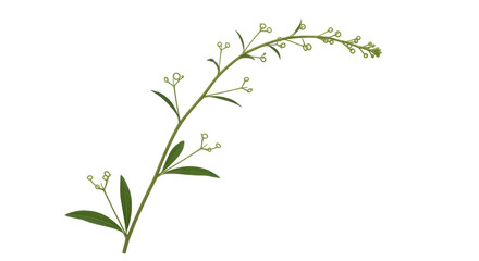 Isolated Decorative Branch