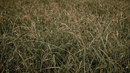 Uncut lawn featuring scattered wildflowers