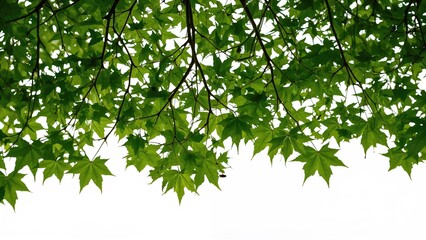 Fototapeta premium Isolated maple tree with vibrant green leaves on plain white