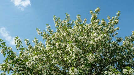 Fototapeta premium Nature scene with a green tree blossoming flowers during summer