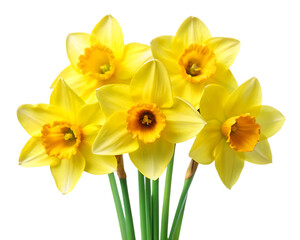 Obraz premium Bunch of yellow daffodils isolated on a white background