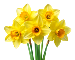 Bunch of yellow daffodils isolated on a white background