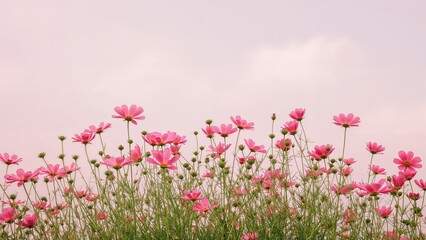 Pink flowers in a natural garden setting