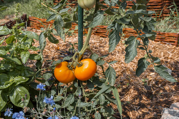 Zwei orange Tomaten-Früchte im Sonnenlicht