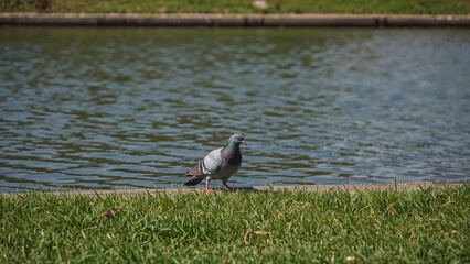 Obraz premium The big gray bird darted quickly, its legs trembling as it searched for food on the wooden riverside floor in a city park. This bird represents global harmony.