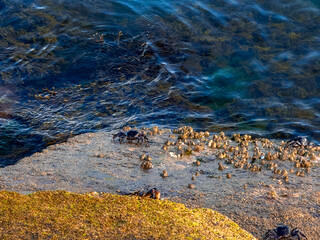 Crabs on Rocky Seashore