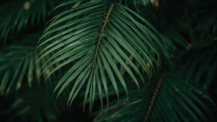 Fresh palm leaf flourishing in a garden environment