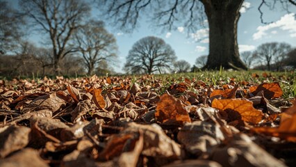 Withered leaves lying on the forest floor