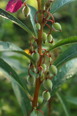 Close-up of pink Impatiens balsamina flowers and green unripe seeds on plant