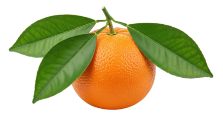 Isolated Orange with Green Leaves