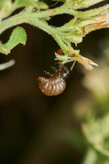 Macro insect resting on green leaf