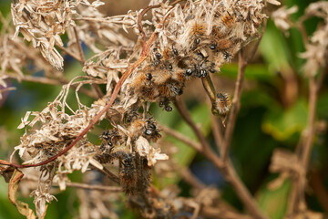 Macro view of caterpillars on branch